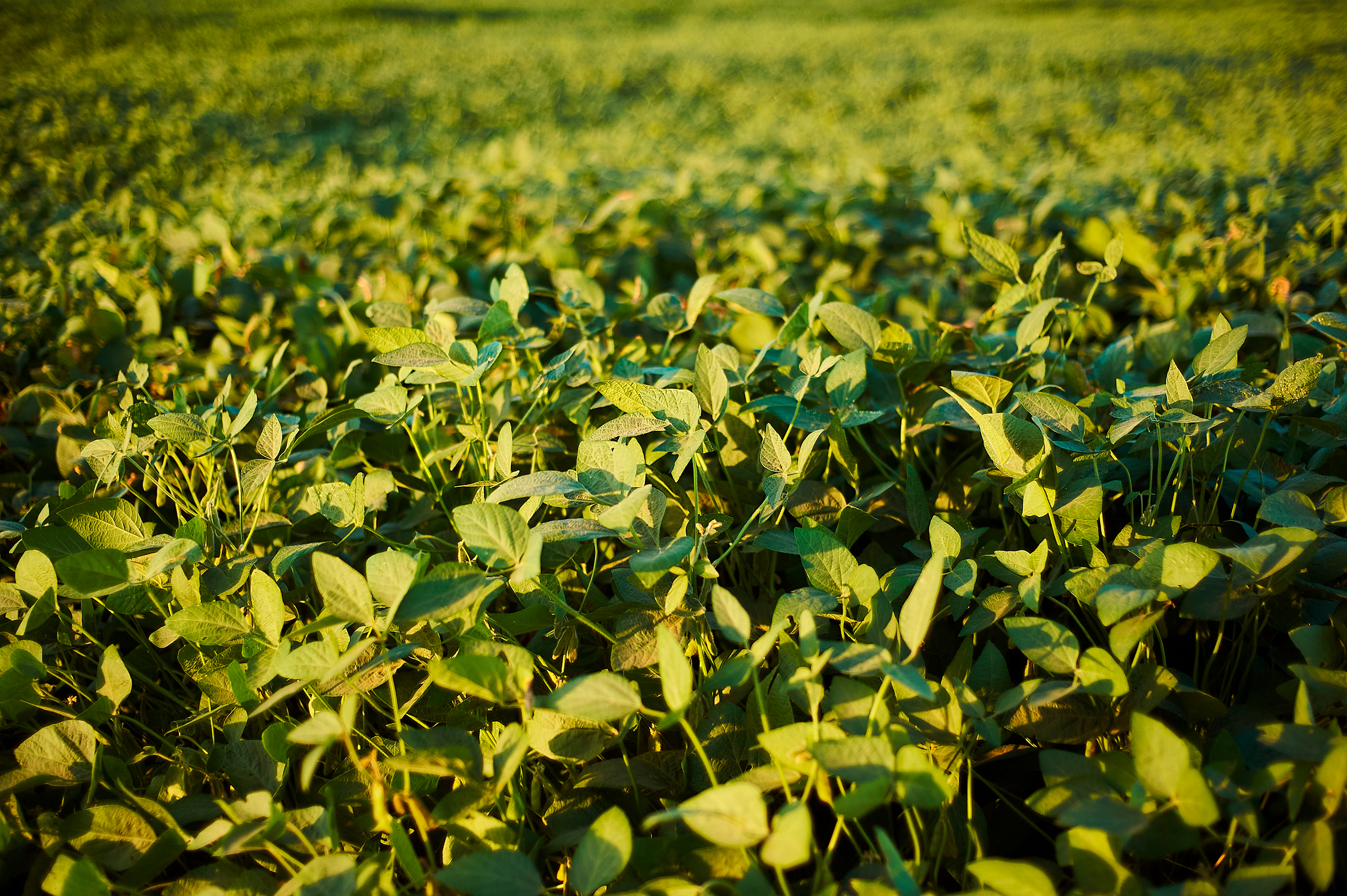 “MUCHO MANI” A global peanut Industry overview: 2024/25